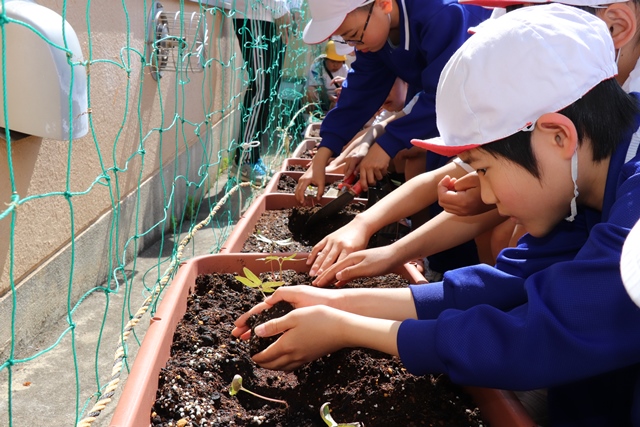 アサガオの苗を植える児童