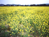 市の花菜の花