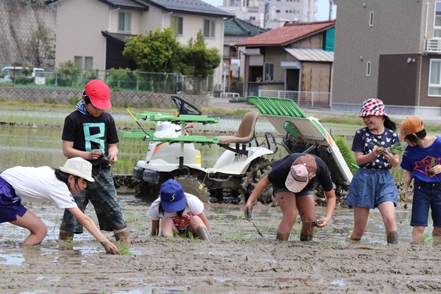 稲を植える児童