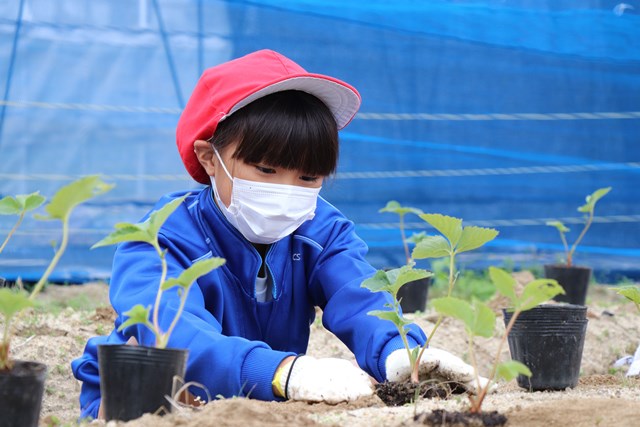 苗を植える児童