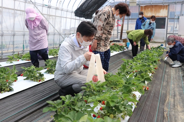 いちご栽培を見学する参加者