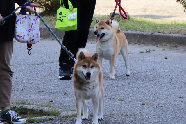 わんわんパトロール隊員の犬