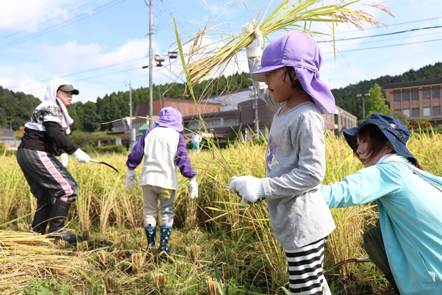 刈った稲を手にする園児