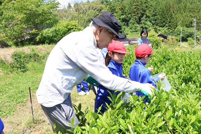 織田さんに摘み方を教わる様子