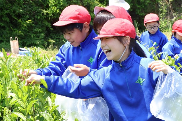 楽しそうに茶摘みをする子たちの様子