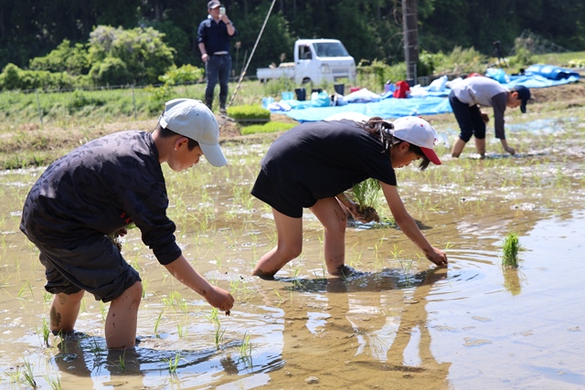 田植えをする児童たちの様子