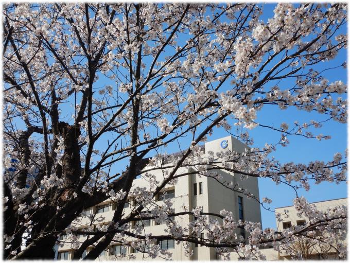 R7桜写真